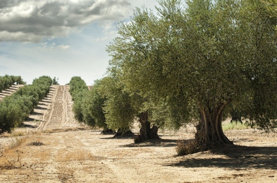 Toscana e Città dell’Olio insieme per promuovere il turismo dell’oro verde