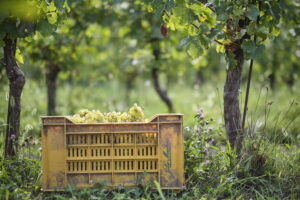 Vendemmia 2026