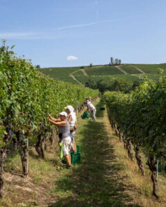 Vendemmia 2026