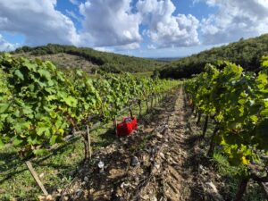 Vendemmia 2026