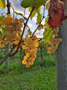 Vendemmia 2026